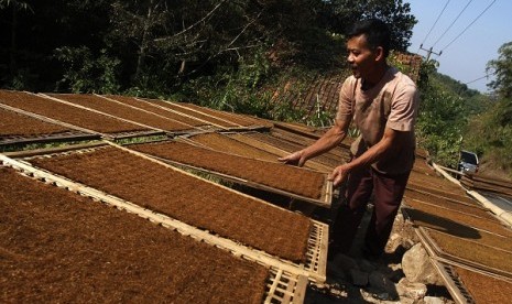 A farmer dries his tobacco in Leles, Garut, West Java. (illustration)