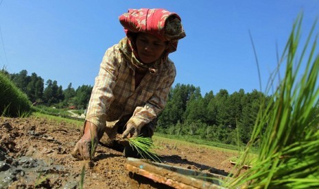 A farmer plant organic paddies in Tana Tortaja, South Sulawesi. (illustration)