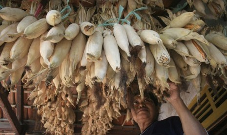 A farmer selects dried corns used as seeds. (illustration)  