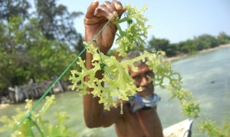 A farmer show his seaweed in Pulau Tidung, Jakarta. (illustration)  