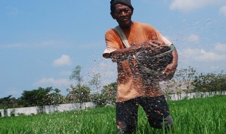 A farmer spreads fertilizer in a paddy field in Madiun, East Java. (illustration)  