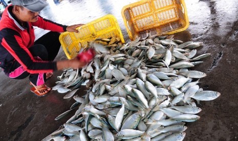 A fisherman spills the day's catch in Tegal, Central Java, recently. 