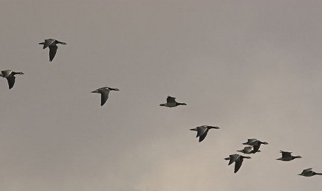 A flock of Barnacle Geese during autumn migration (illustration)