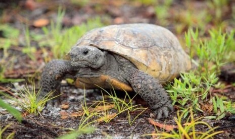 A gopher tortoise moves through freshly sprouted vegetation in this undated handout photo courtesy of Florida Fish and Wildlife Research Institute (FWC).