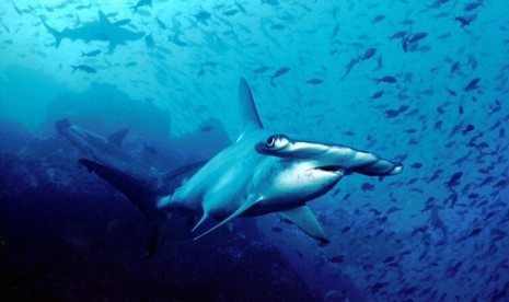 A hammerhead shark (illustration)