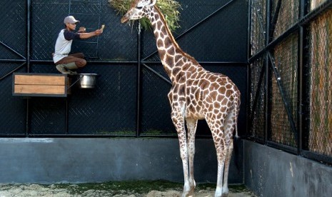 A man feeds a girafe in Subaya Zoo's quarantine facility in Surabaya, East Java. (illustration)