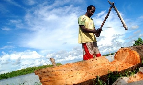 A man tries to extract sago from sago tree. The state owned electricity firm, PT Perusahaan Listrik Negara (PLN) plans to build a biomass power plant in West Papua, using sago tree waste. (illustration)