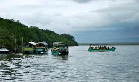 A mangrove forest in Alas Puwro, East Java.