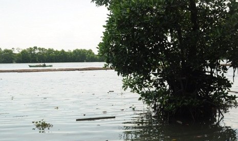 A Mangrove tree (illustration)