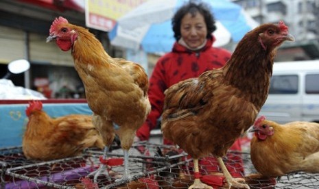 A vendor waits for customers near chicken cages at a market in Fuyang city, in central China's Anhui province, Sunday, March 31, 2013. Two Shanghai men have died from a lesser-known type of bird flu in the first known human deaths from the strain. 