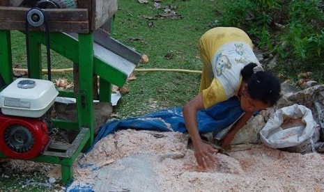 A woman dries crushed pith of sago palm (Metroxylon sagu)