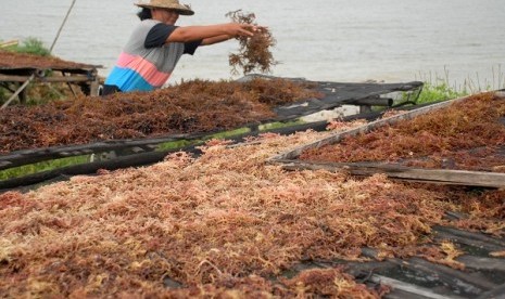 A woman dries seaweed in Pamekasan, East Java. (illustration)