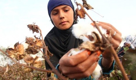 A woman harvests cotton in a field near the village of Yakhak, some 120 km (75 miles) south of the capital Dushanbe, October 10, 2013. Picture taken October 10, 2013. REUTERS/Nozim Kalandarov