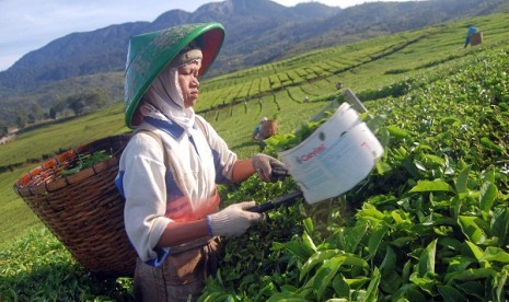 A woman works at a tea plantation in Solok, West Sumatra. (illustration)  