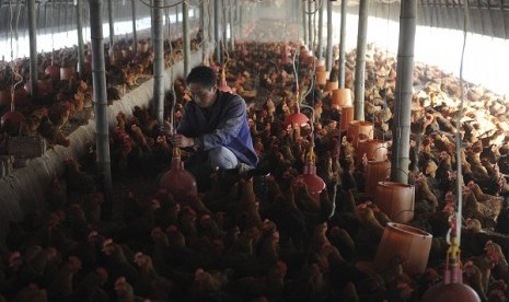 A worker adjusts a water dispensing device at a chicken farm in Changfeng county, Anhui province, April 14, 2013. 