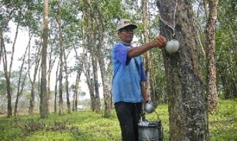 A worker collect latex from a rubber tree. (illustration)  