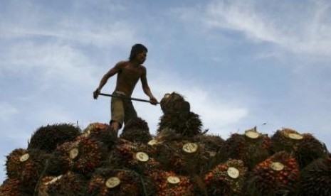 A worker unloads palm fruits at a local palm oil factory in the Serdang Bedagai district of Indonesia's North Sumatra province. (file)