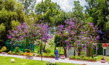 Arab Saudi akan Tanam Pohon di Gurun Gunakan Drone. Abha di Arab Saudi Dipercantik Puluhan Ribu Pohon Jacaranda