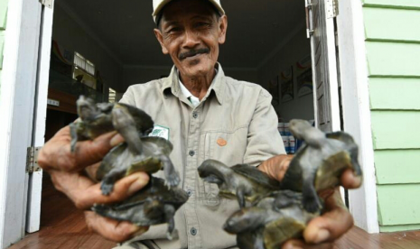 Abubakar Abdul Latif, relawan penyelamat tuntong laut.