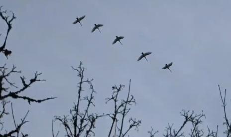 Acara tahunan Christmas Bird Count tengah berlangsung di Amerika Serikat, di mana ribuan pengamat burung sukarelawan turun ke lapangan menghitung populasi burung