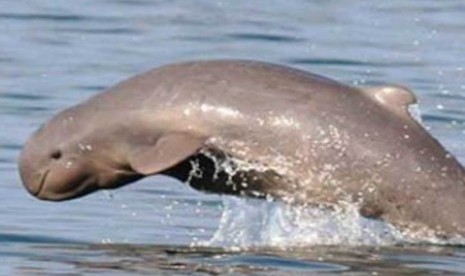 According to Red Data list, Irrawady Dolphin or Orcaella brevirostris now is considered vulnerable (illustration). 