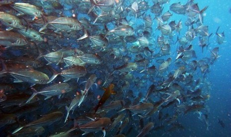 According to UNESCO, at least 10 percent of 5 million underwater shipwrecks lying in the Indonesian sea. It offers a huge potential to draw tourists as well as looters. (illustration)  