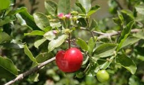 Acerola ceri memiliki kandungan vitamin C lebih tinggi dari jeruk, lemon, jambu biji, dan buah beri.