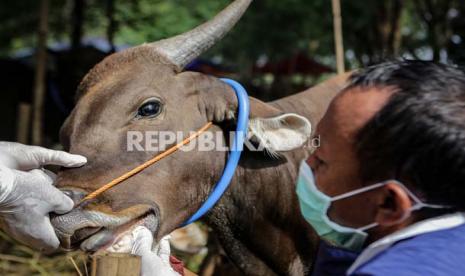 Ada Fatwa MUI Nomor 32/2022 tentang Hukum dan Panduan Pelaksanaan Ibadah Kurban saat Wabah PMK. 