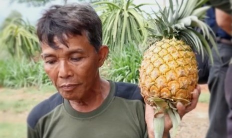 Ade Suherlan, petani nanas di perkebunan Subang, Jawa Barat