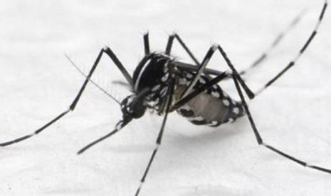 aedes albopictus. nyamuk yang diyakini menyebarkan wabah chikungnya.