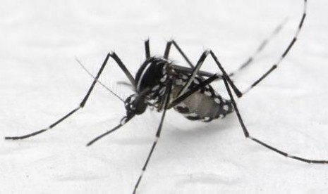 Aedes albopictus, nyamuk yang diyakini menyebarkan wabah chikungunya