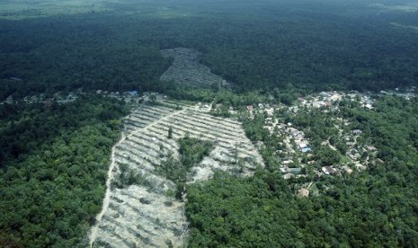 After being used a commercial forest, the ecosystem of the forest in Jambi, Sumatra, is now being restored. (illustration)  