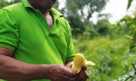 Agri Gardina atau mangga pisang ditanam di Kebun Percobaan Cukurgondang, di Kecamatan Grati, Pasuruan, Jawa Timur.