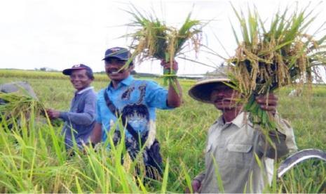 Agustinus, penyuluh di Desa Bandarsakti di musim tanam rendeng pada 2018 dibantu mengajak rekan-rekan penyuluh melakukan demonstration rice plot (Demplot).