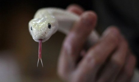 Ahead of the upcoming Chinese lunar new year of the Snake, following the the Chinese zodiac, a genetically modified, auspicious, white snake is displayed at the altar at the the Temple of White Snakes in Taoyuan county, in north western Taiwan.  