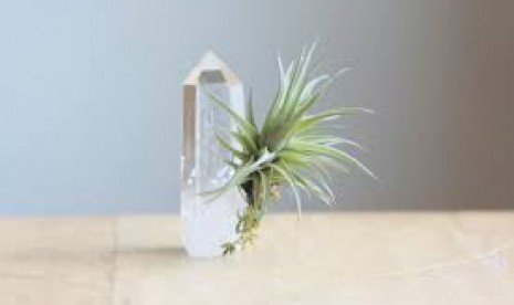 Air Plant (ilustrasi)