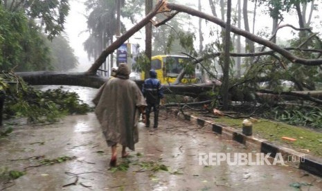 Akibat hujan deras yang disertai angin kencang dan petir menyebabkan beberapa pohon tumbang di sisi Jalan Fly Over UI, Depok. (Ilustrasi)