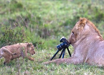 Aksi singa jantan memfoto anak singa. 