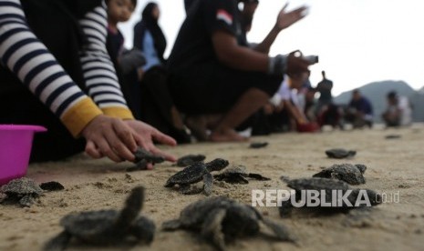 Aktivis lingkungan bersama warga melepas tukik (anak penyu) lekang (Lepidochelys olivacea) hasil penangkaran di pantai Lhoknga, Aceh Besar, Aceh, Kamis (21/3/2019). 