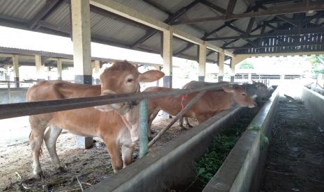 Aktivitas di Pasar Hewan Manonjaya, Rabu (15/6/2022). Penjualan hewan ternak di tempat itu mengalami penurunan hingga 60 persen akibat wabah PMK.