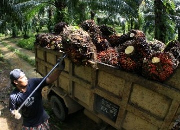 Aktivitas di Perkebunan Sawit