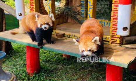 Aktivitas enam ekor panda merah (Ailurus fulgens) di Taman Safari Bogor, Sabtu (16/9/2023). Saat ini Taman Safari Bogor tengah mengobservasi musim kawin panda merah yang hanya berlangsung setahun sekali, untuk mengupayakan perkembangbiakannya.