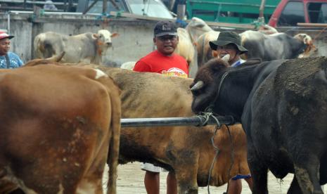 Aktivitas jual beli hewan ternak di Pasar Hewan Ambarawa, Kabupaten Semarang.