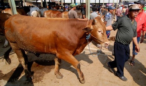 Aktivitas jual beli sapi di Pasar Hewan Pon, Ambarawa, Kabupaten Semarang, Jawa Tengah, Rabu (12/8).