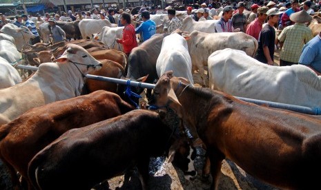 Aktivitas jual beli sapi di Pasar Hewan Pon, Ambarawa, Kabupaten Semarang, Jawa Tengah, Rabu (12/8).