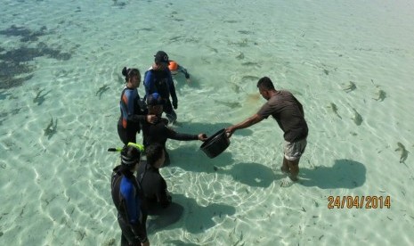 Aktivitas memberi makan anak ikan hiu di perairan laut Taka Bonerate, Pulau Tinabo Besar, Sulawesi Selatan.