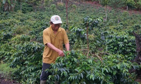 Aktivitas petani kopi di Lembah Kerinci.