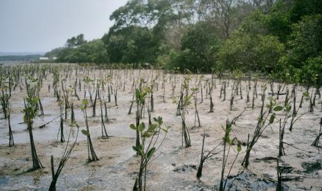 Akulaku Group menggelar aksi menanam 1001 bibit mangrove di Teluk Benoa, Kabupaten Badung, Bali.