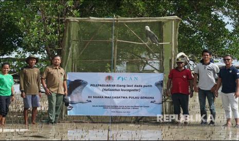 Balai KSDA Kalimantan Timur bersama Conservation Action Network (CAN) melepasliarkan 1 ekor Elang laut dada putih (Haliaeetus leucogaster),pekan lalu di Suaka Margasatwa (SM) Pulau Semama, Kabupaten Berau, Kaltim.