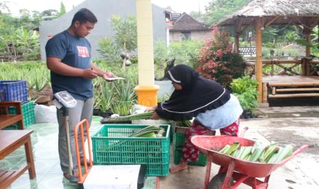 Alan Effendhi (berdiri) sedang menerima hasil lidah buaya atau aloe vera dari petani.